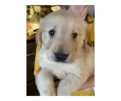 AKC Golden Retrievers