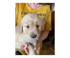 AKC Golden Retrievers