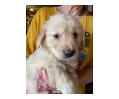 AKC Golden Retrievers