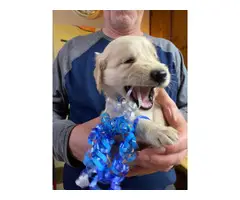 AKC Golden Retrievers