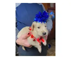 AKC Golden Retrievers
