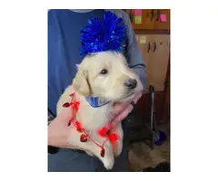 AKC Golden Retrievers