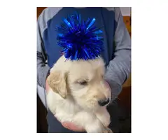 AKC Golden Retrievers