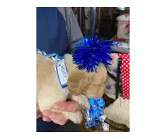 AKC Golden Retrievers