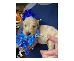 AKC Golden Retrievers