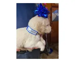 AKC Golden Retrievers
