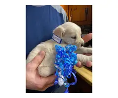 AKC Golden Retrievers