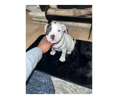 6 Pitbull puppies ready for new homes - 2