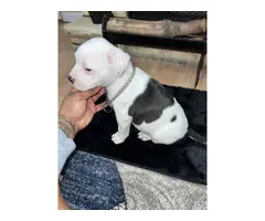 6 Pitbull puppies ready for new homes - 3