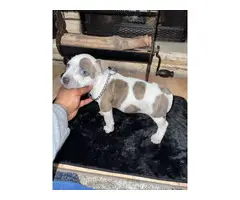 6 Pitbull puppies ready for new homes - 8