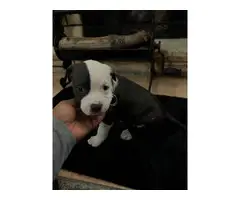 6 Pitbull puppies ready for new homes - 12