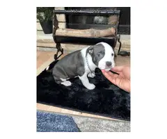 6 Pitbull puppies ready for new homes - 13