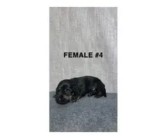 3 female and 1 male Dachshund puppies - 1
