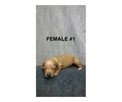 3 female and 1 male Dachshund puppies - 4