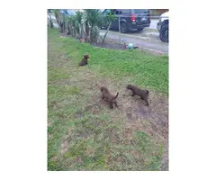 3 Chocolate Lab Puppies for Sale - 1