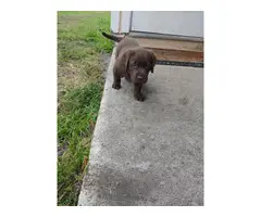 3 Chocolate Lab Puppies for Sale - 2