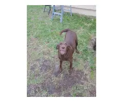 3 Chocolate Lab Puppies for Sale - 4