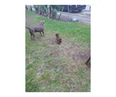 3 Chocolate Lab Puppies for Sale - 5