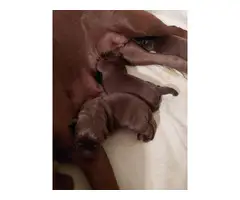 3 Chocolate Lab Puppies for Sale - 6
