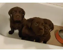 3 Chocolate Lab Puppies for Sale - 7