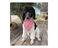 12 weeks old standard poodle puppies for sale - 4