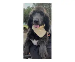 12 weeks old standard poodle puppies for sale - 5