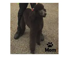 12 weeks old standard poodle puppies for sale - 7