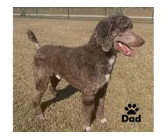 12 weeks old standard poodle puppies for sale - 8