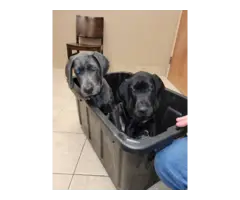 2 Great Dane puppies in need of a good home