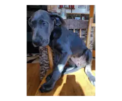 2 Great Dane puppies in need of a good home - 2