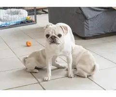 White Pugs - 2 Available - 2