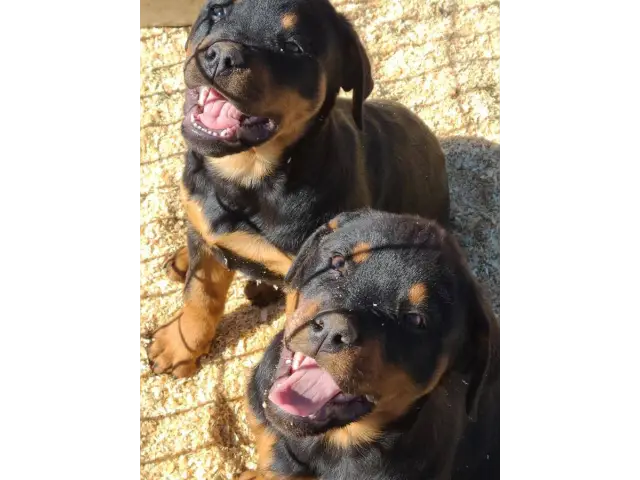 2 Rottweiler puppies for sale - 2/11