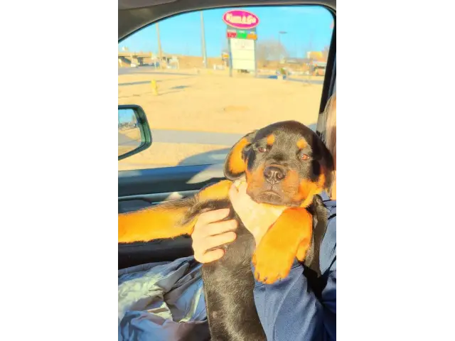 2 Rottweiler puppies for sale - 3/11
