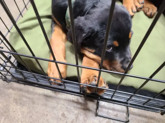 2 Rottweiler puppies for sale - 5/11