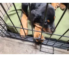 2 Rottweiler puppies for sale - 5