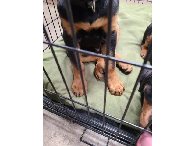 2 Rottweiler puppies for sale - 6/11