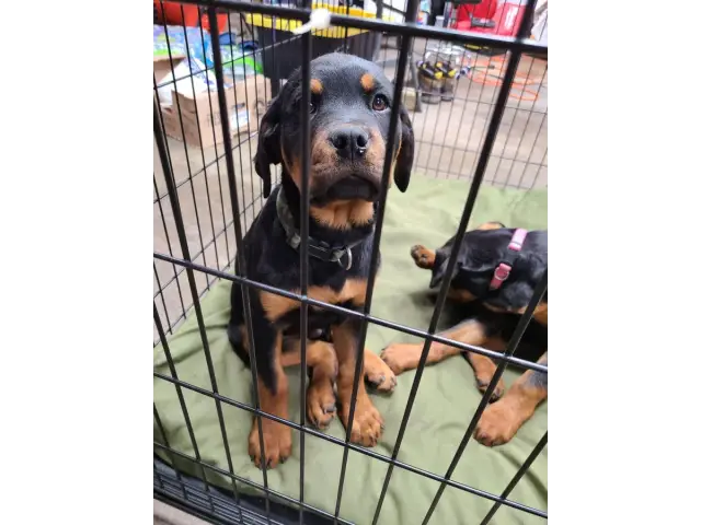 2 Rottweiler puppies for sale - 7/11