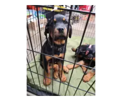 2 Rottweiler puppies for sale - 7