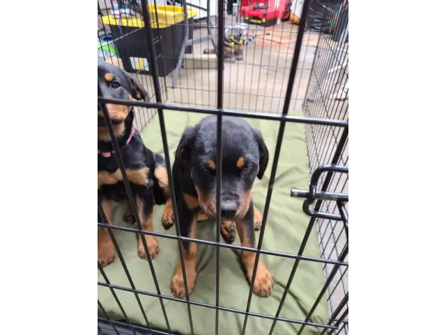 2 Rottweiler puppies for sale - 8/11