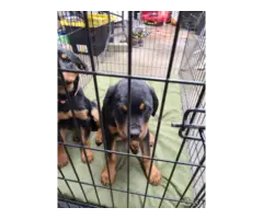2 Rottweiler puppies for sale - 8