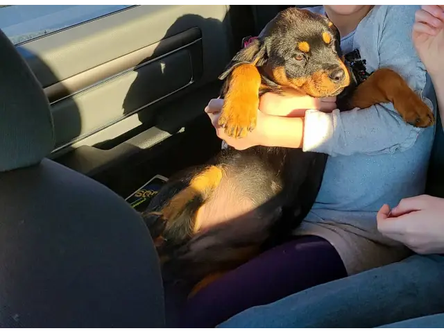 2 Rottweiler puppies for sale - 11/11