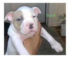 Gorgeous tri color XL pitbull bully puppies
