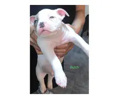 Gorgeous tri color XL pitbull bully puppies - 3