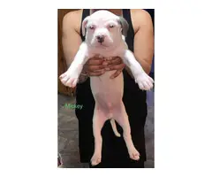Gorgeous tri color XL pitbull bully puppies - 6