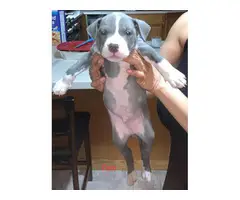 Gorgeous tri color XL pitbull bully puppies - 7