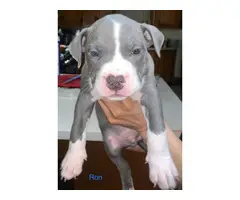 Gorgeous tri color XL pitbull bully puppies - 9