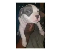 Gorgeous tri color XL pitbull bully puppies - 15
