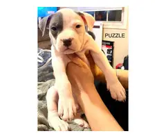 Gorgeous tri color XL pitbull bully puppies - 16