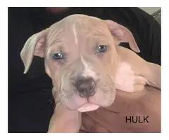 Gorgeous tri color XL pitbull bully puppies - 19