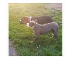 Gorgeous tri color XL pitbull bully puppies - 20